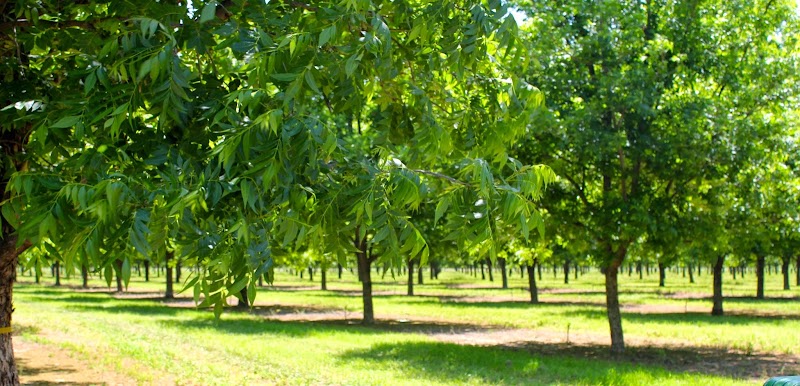 Pecan Shed - Wichita Falls