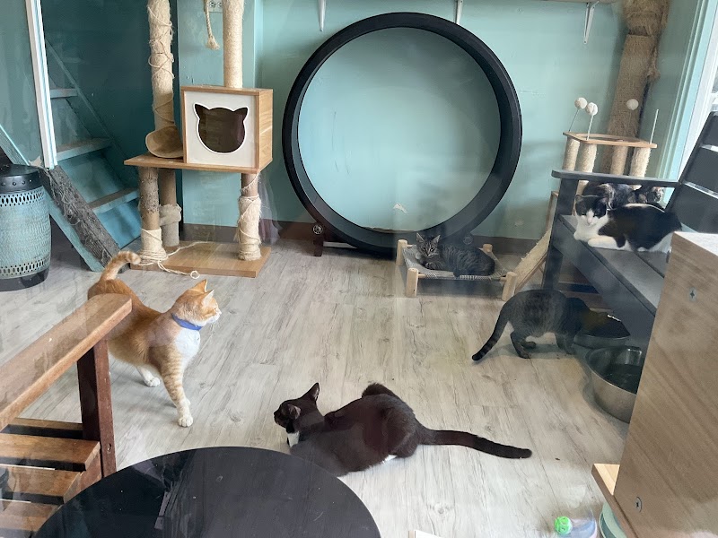 Toe Beans & Dreams Adoption Cafe