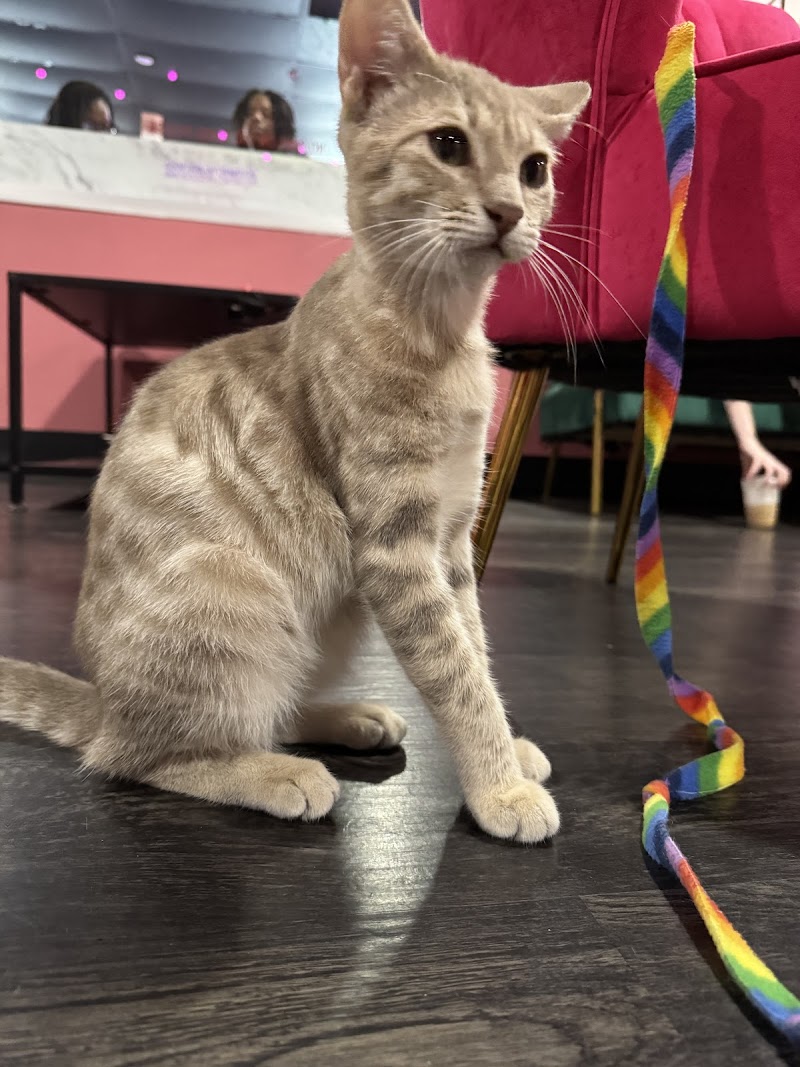 Fat Cat Cafe - Tallahassee, FL | joe coffee