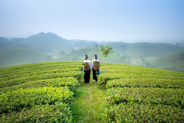 The Purple Knights Coffee Company