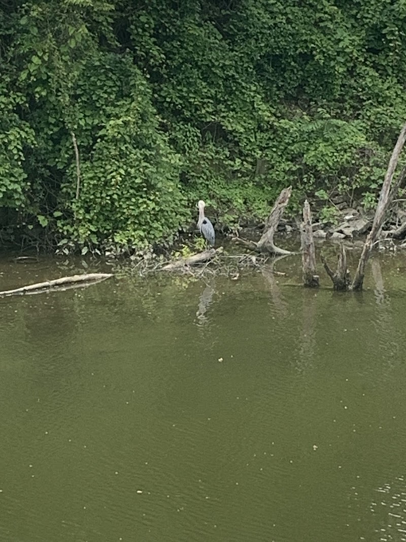 Flying Rhino Coffee - Toledo Farmer's Market