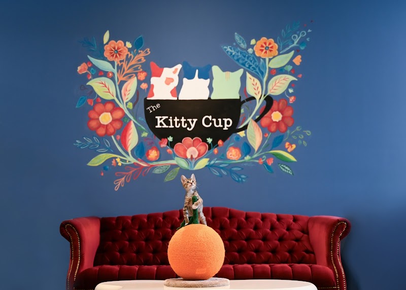 The Kitty Cup