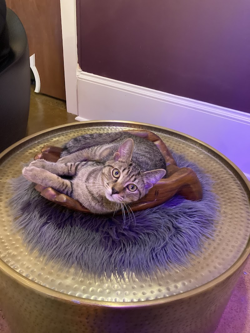 Mac Tabby Cat Cafe - Concord