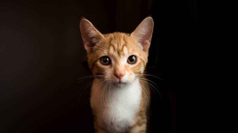 Mac Tabby Cat Cafe - Concord