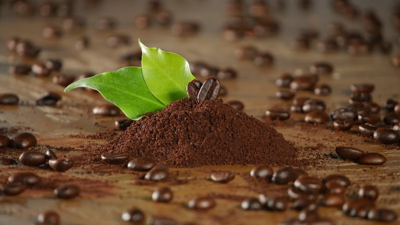 Filomena's Bean Coffee