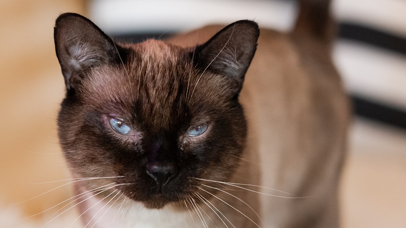 NEKO Cat Cafe Seattle