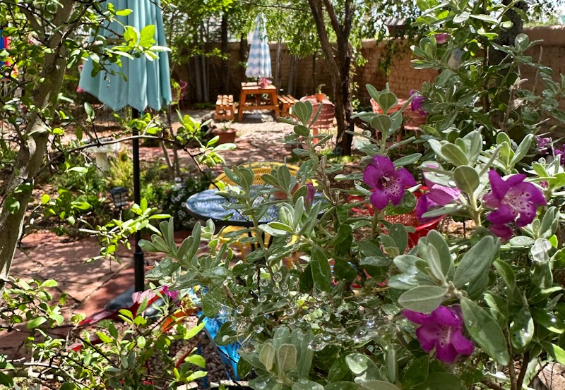 Grandmas Coffee Garden