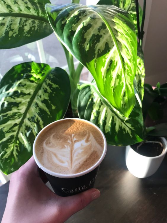 Café Community Bean