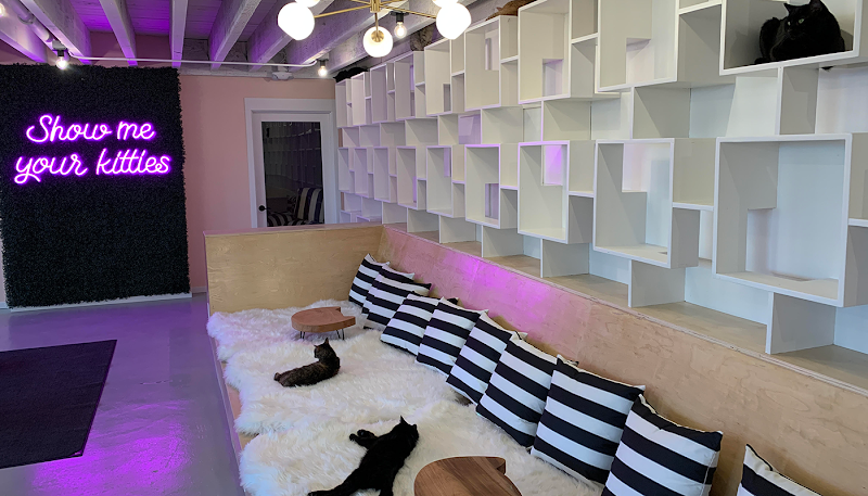 NEKO Cat Cafe Bellingham