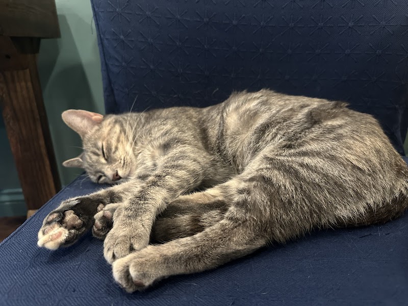 Mount Purrnon Cat Café + Wine Bar