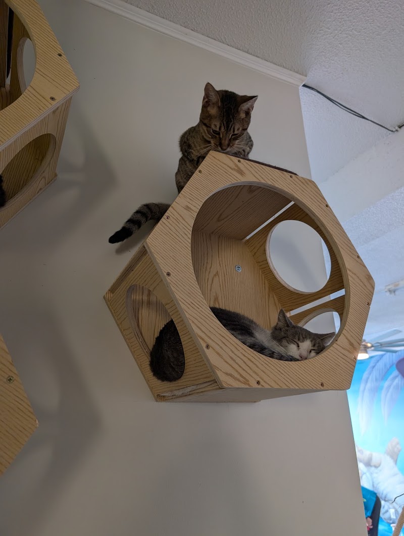 Baristocats Cat Cafe