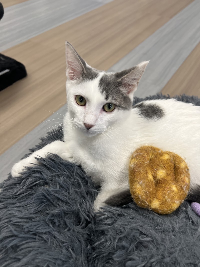 Kitty Brew Cat Café