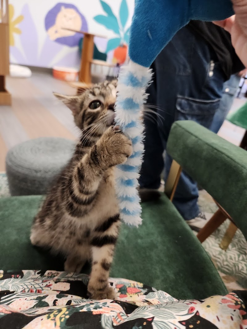 Kitty Brew Cat Café