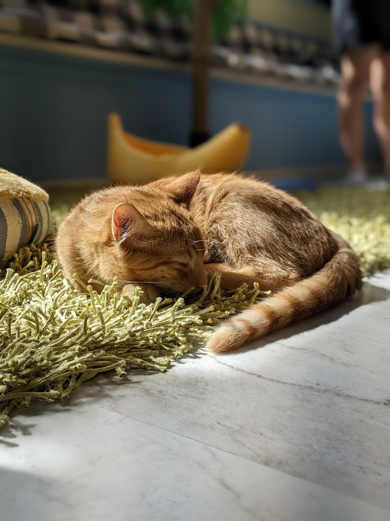 Cat Daddy's Cat Café