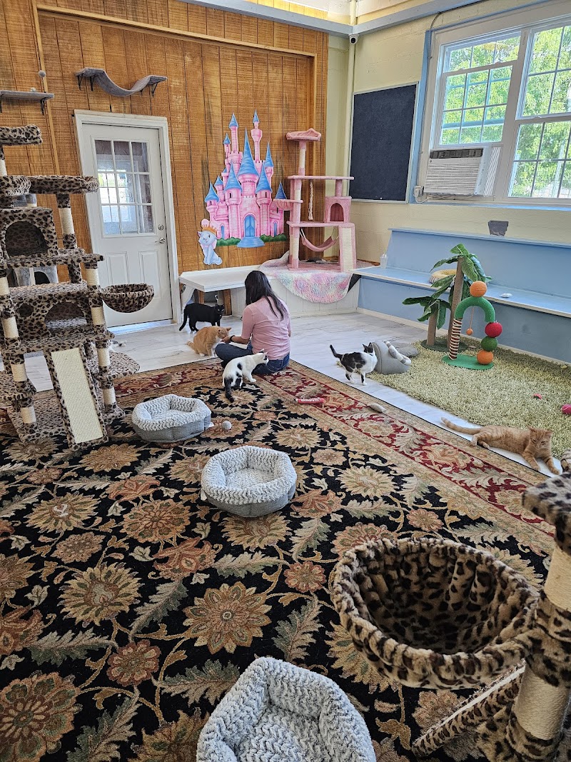 Cat Daddy's Cat Café