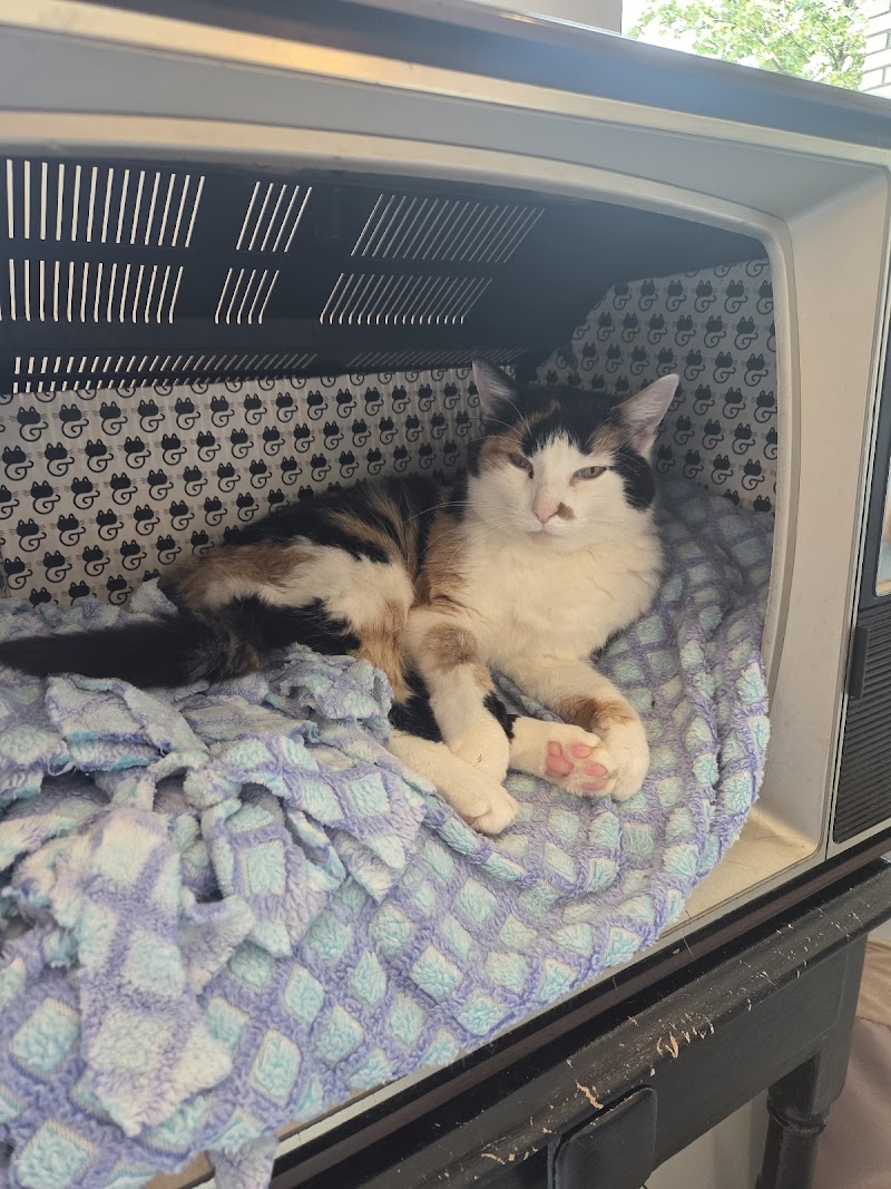 Sip & Purr Cat Café