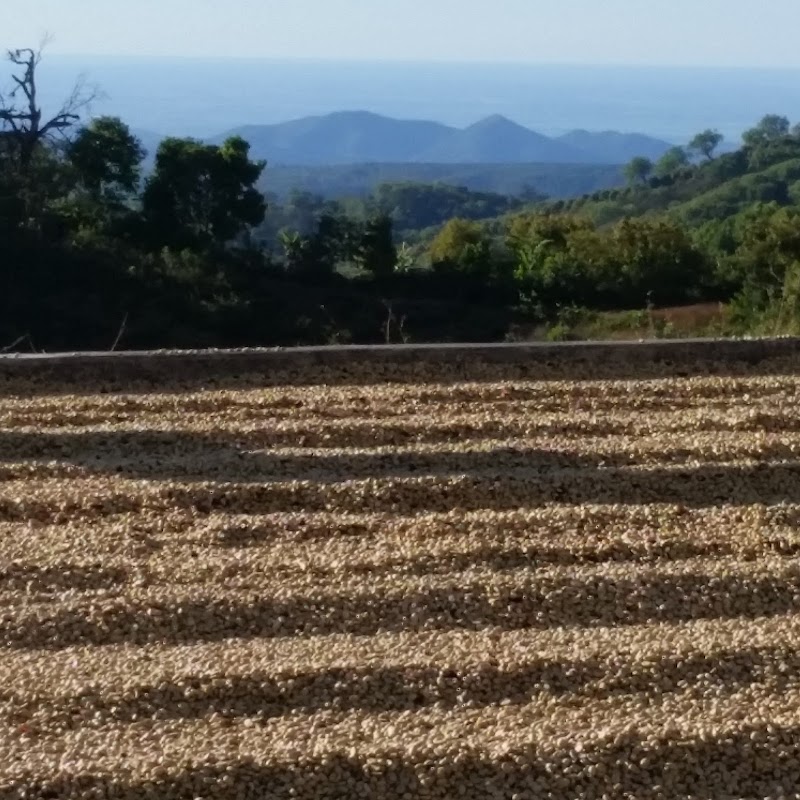 Strongtree Organic Coffee Roasters