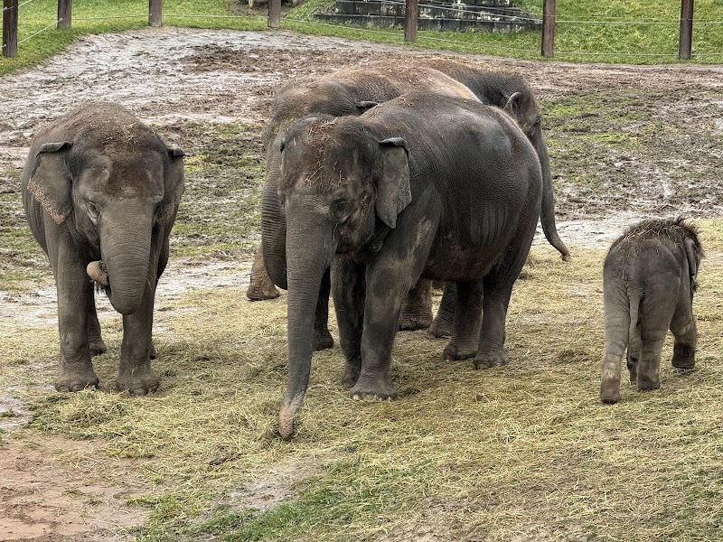 Rosamond Gifford Zoo