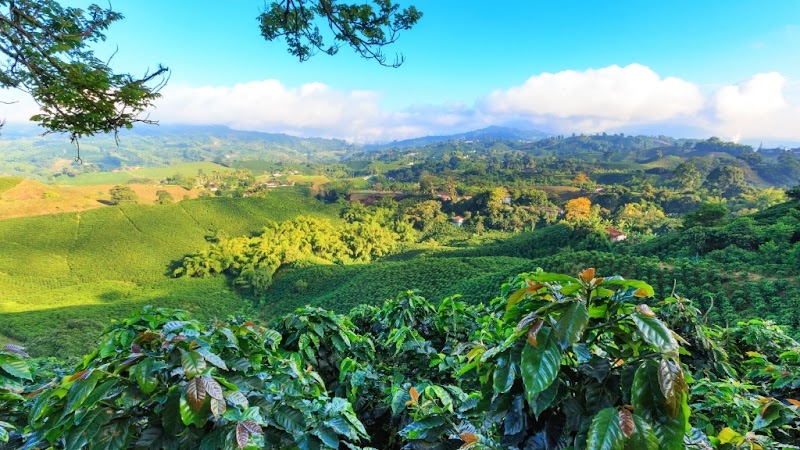 Coffee And USA - Shop our 100% Mountain Grown Arabica Colombian Coffee in Key Biscayne, FL