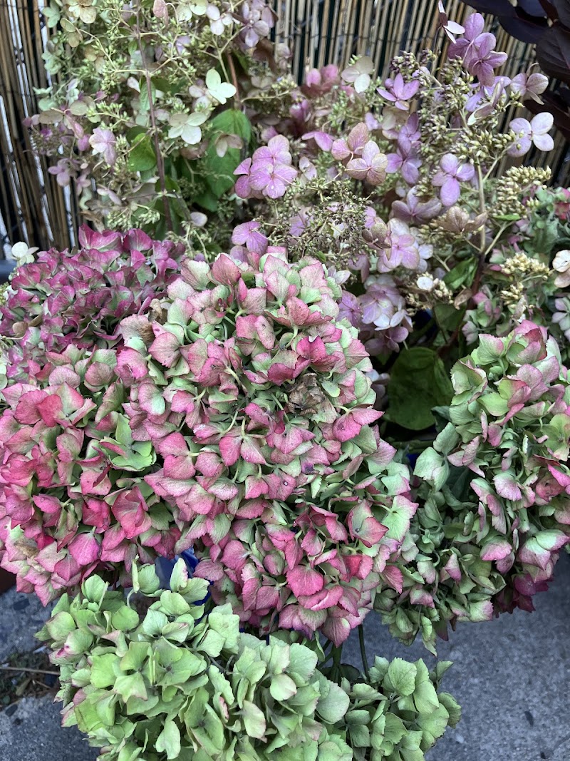 Red Hook Secret Garden