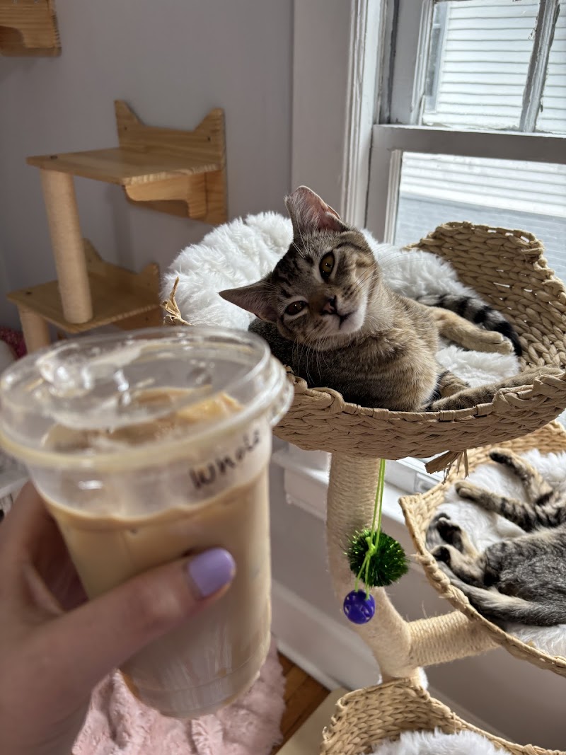 The Toebean Cat Cafe
