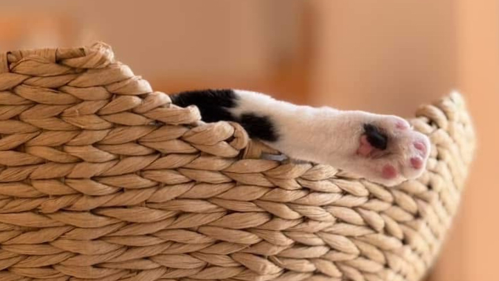 The Toebean Cat Cafe