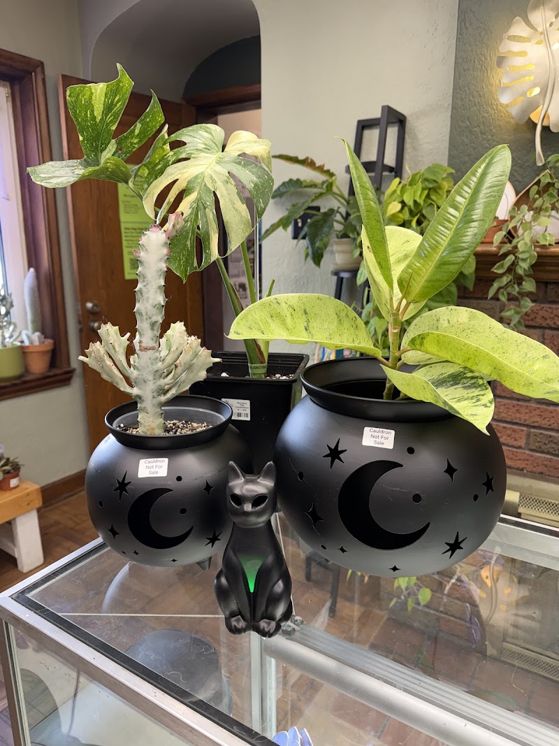 Back Alley House Plants