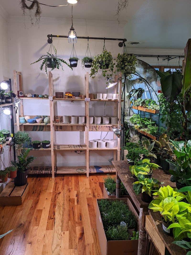 Back Alley House Plants