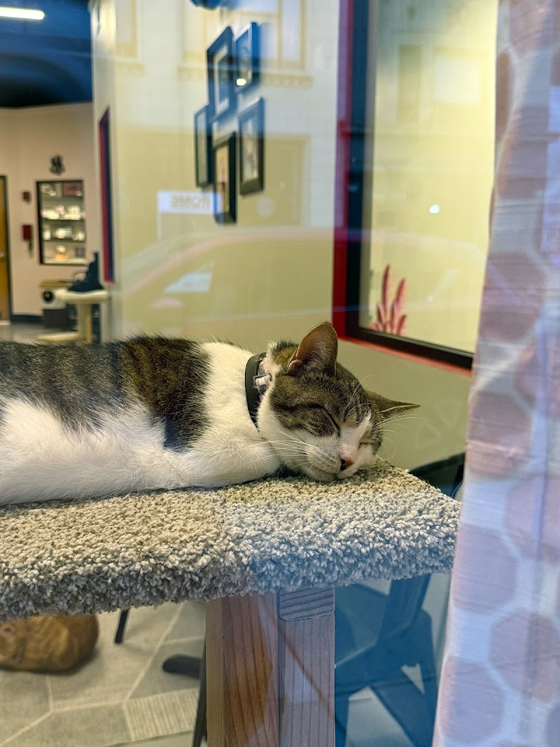 RubyCats Cat Cafe