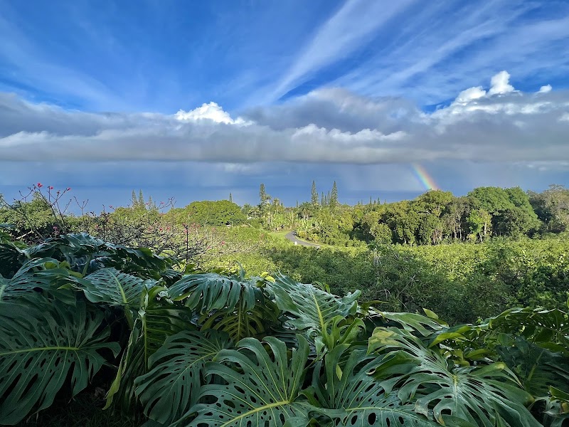 Heavenly Hawaiian Kona Coffee Farm Tours