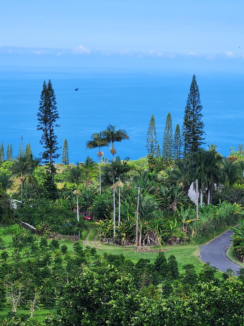 Heavenly Hawaiian Kona Coffee Farm Tours