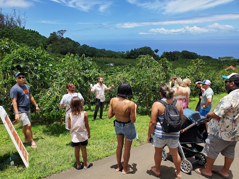 Heavenly Hawaiian Kona Coffee Farm Tours