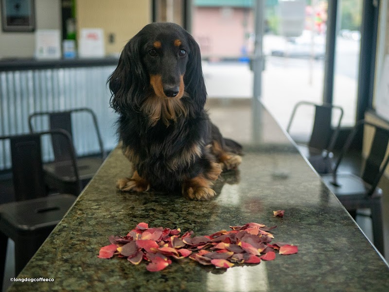 Long Dog Coffee Co