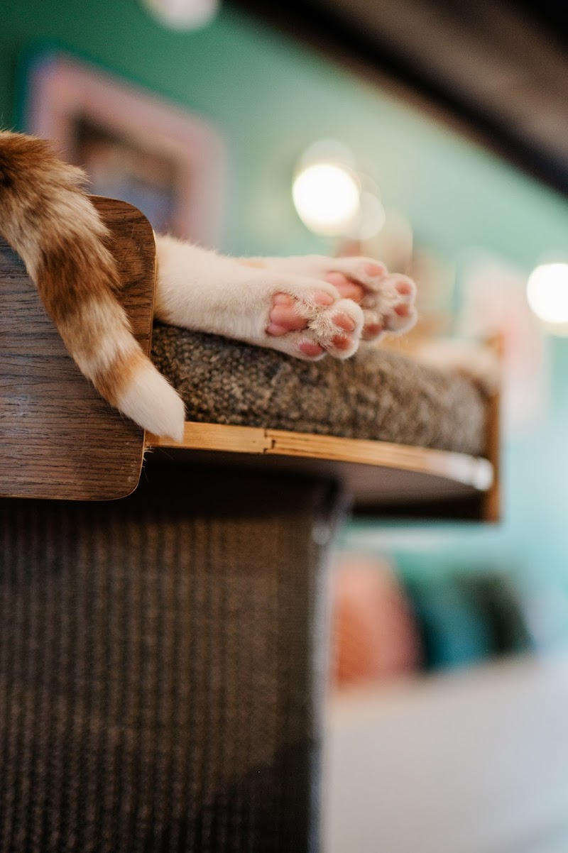 Kitty Corner Social Club