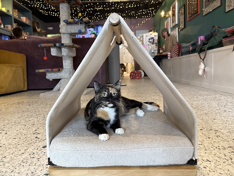 Kitty Corner Social Club