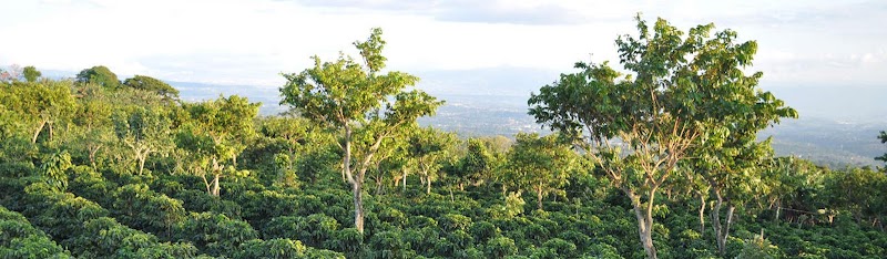 Tico Coffee Roasters