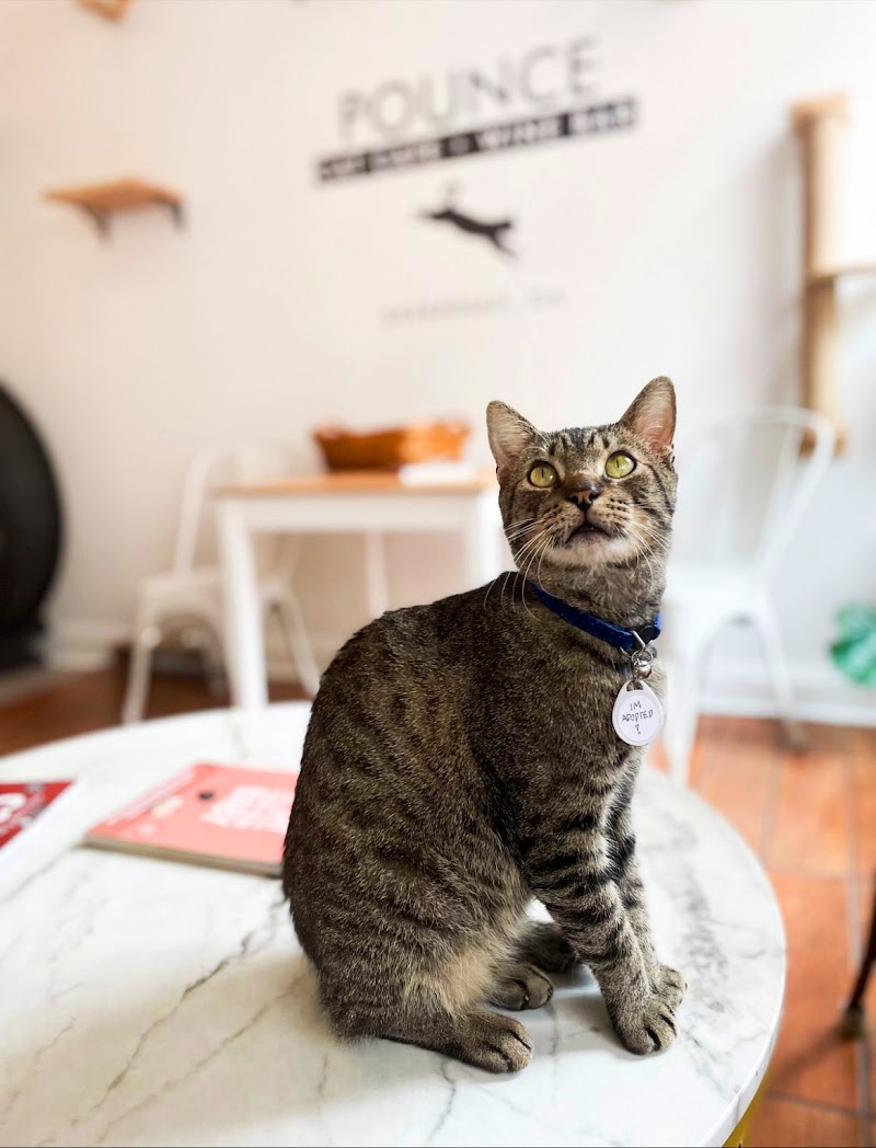 Pounce Cat Cafe