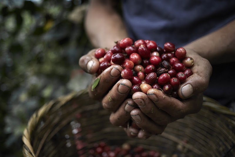 Trail Coffee Roasters