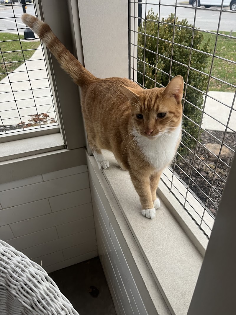 Cat Cafe - Kokomo Humane Society