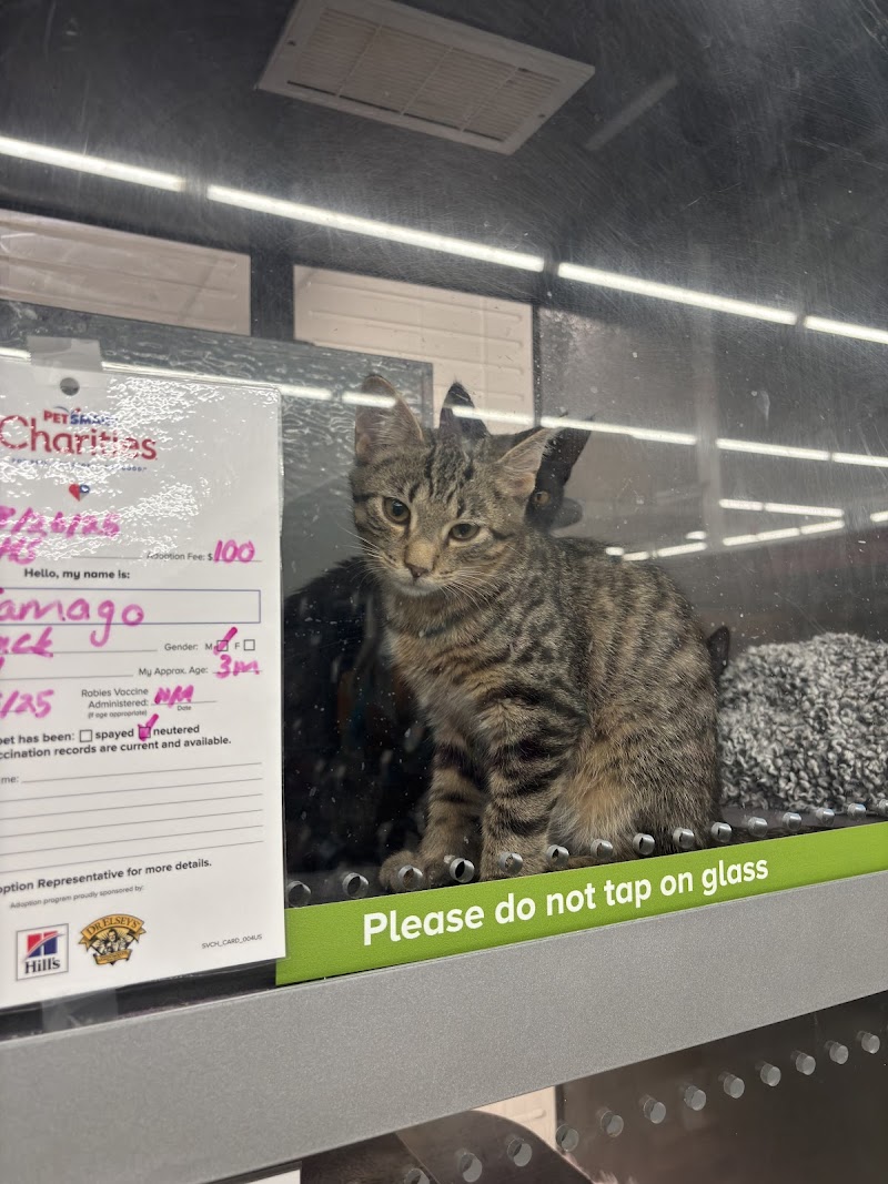 Cat Cafe - Kokomo Humane Society