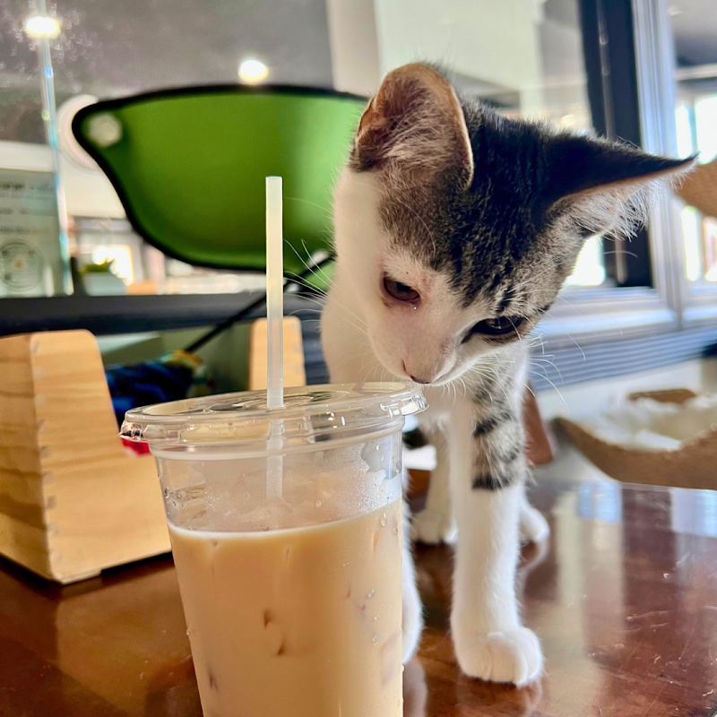 Aristocat Cafe + Tea House