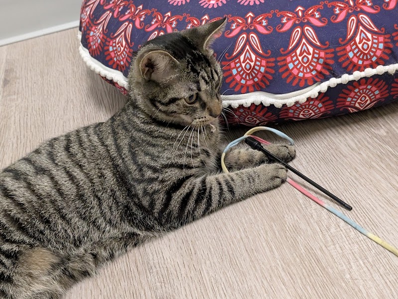 Avocato Catfé and Adoption Center