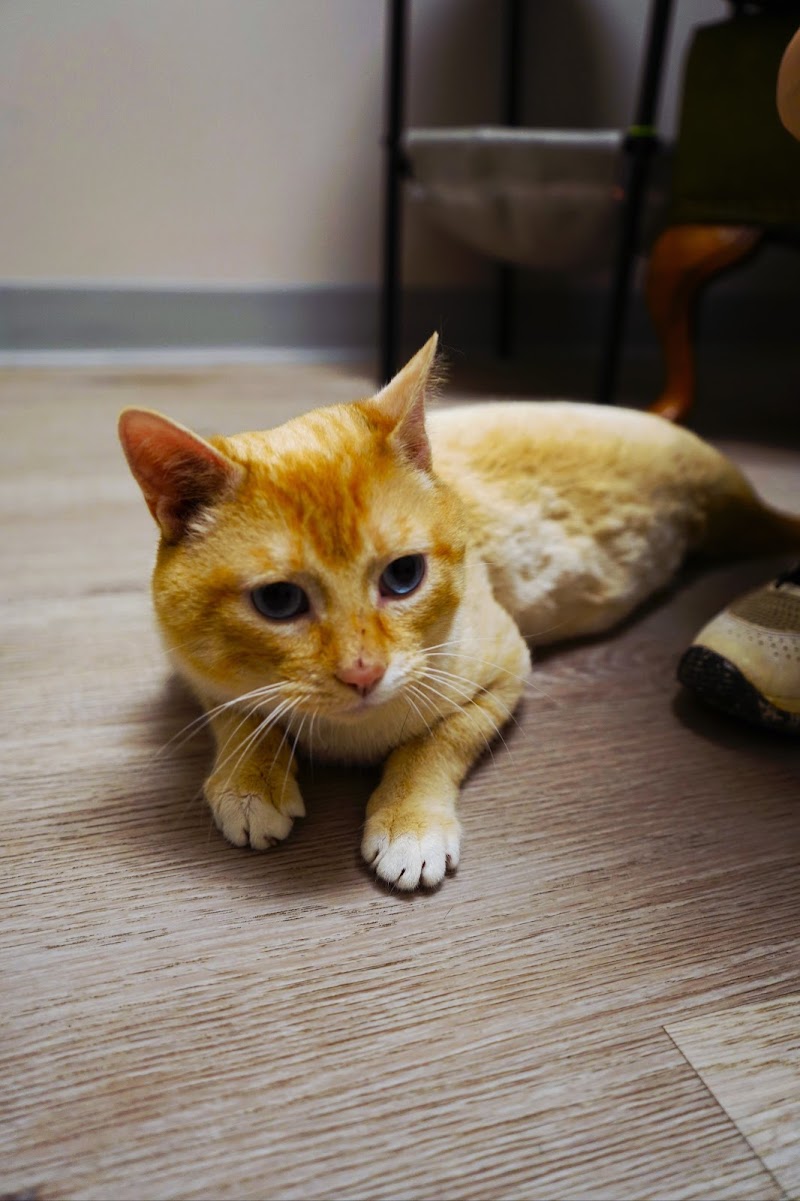 Avocato Catfé and Adoption Center