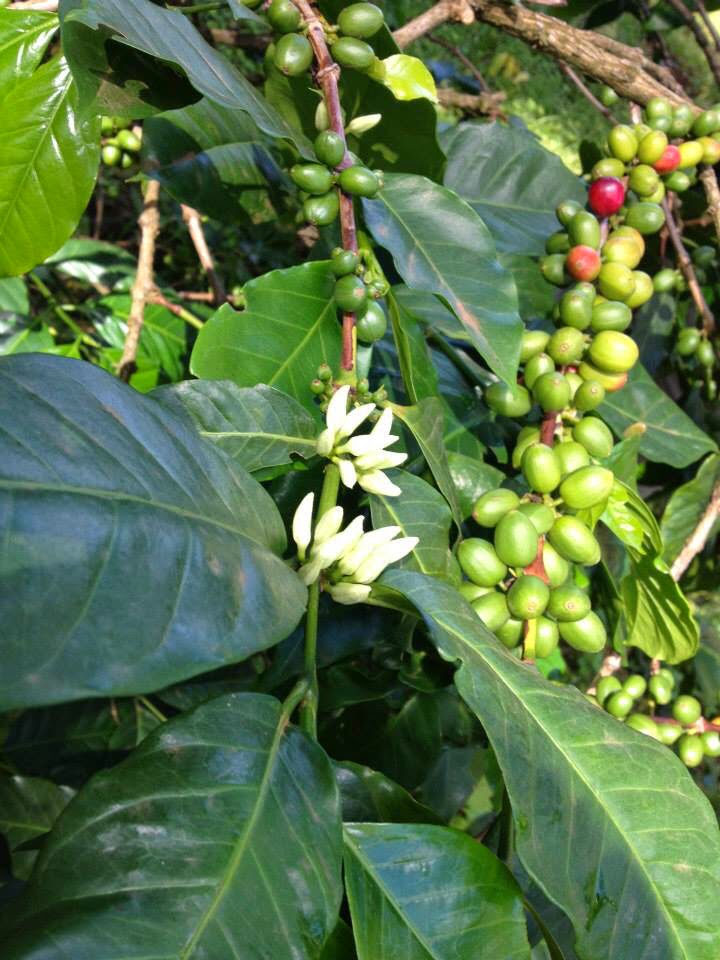 Gathering Grounds Cafe & Roastery