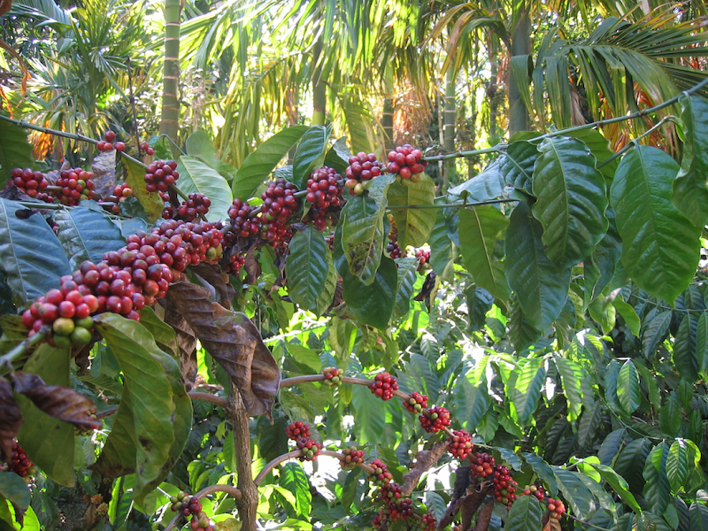 Moksha Coffee Roasting LLC