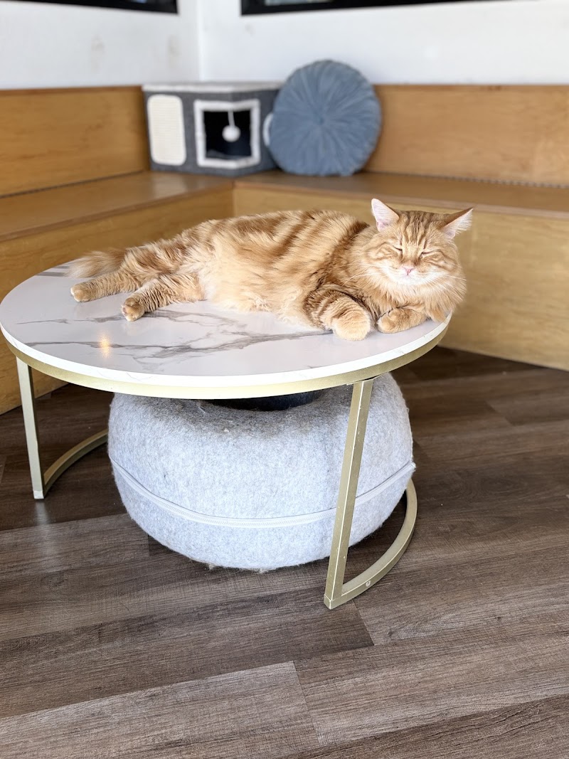 Frisky Business Palm Springs Cat Cafe