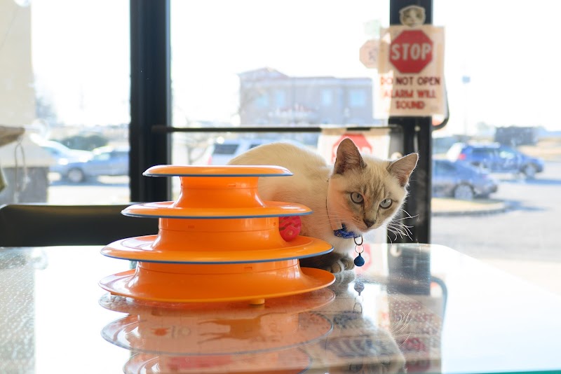 Gibson's Cat Café