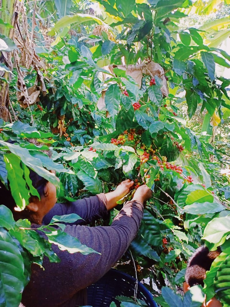 Building New Hope | New Hope Coffee