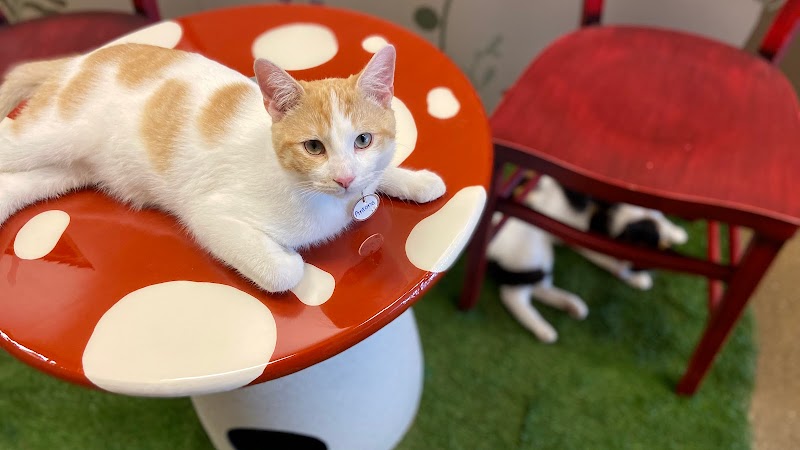 Black Forest Cat Café
